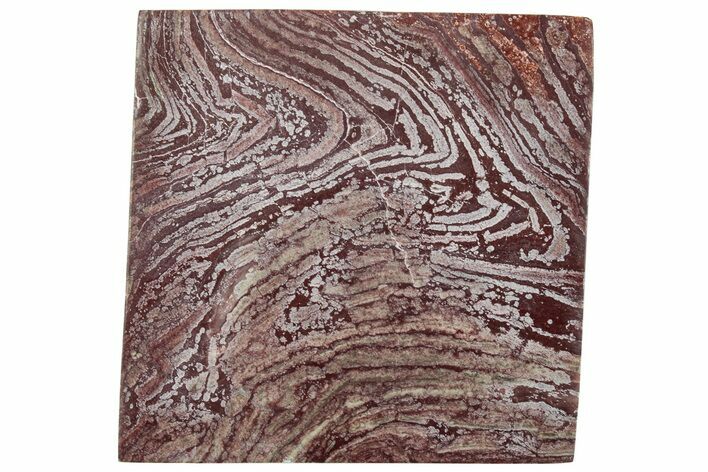 Polished, Neoproterozoic Stromatolite (Conophyton) - Morocco #260018